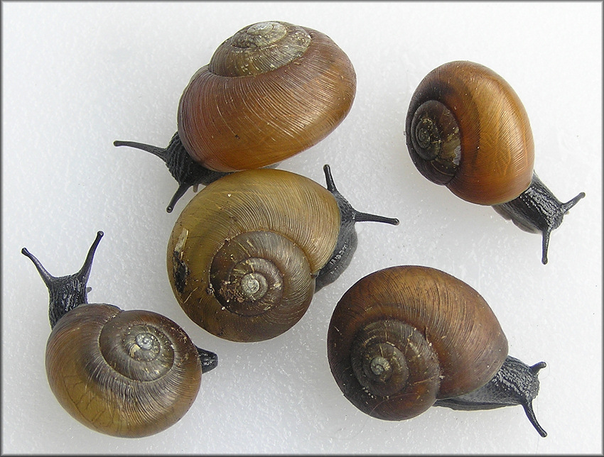 Mesomphix globosus (MacMillan, 1940) Globose Button